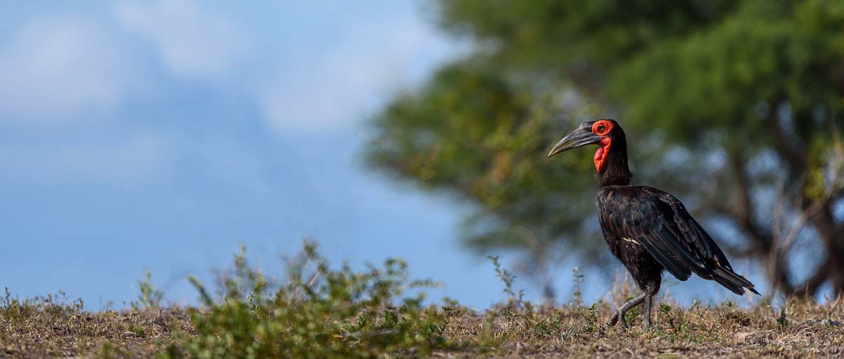 11April16 Mike Palmer Get Low Hornbill 160316 11April16 Mike Palmer Get Low Hornbill 160316