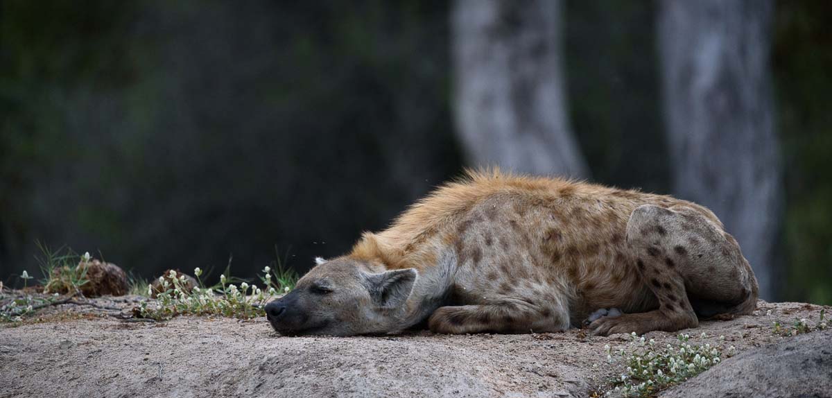11April16 Mike Palmer Get Low Hyena 160316 11April16 Mike Palmer Get Low Hyena 160316
