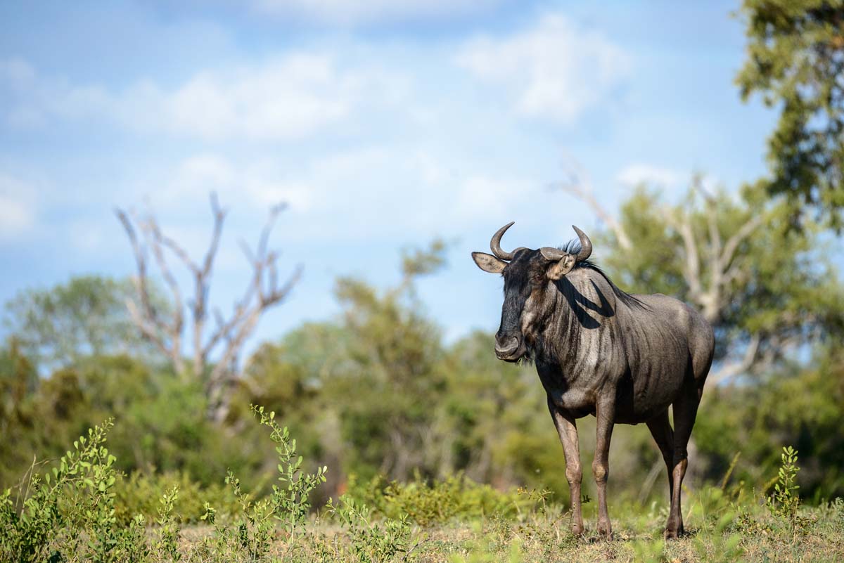 11April16 Mike Palmer Get Low Wildebeest 160316 11April16 Mike Palmer Get Low Wildebeest 160316