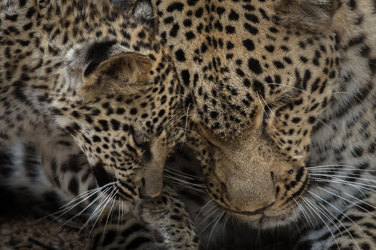 Pravir Patel Leopard01 1200px Pravir Patel Leopard01 1200px