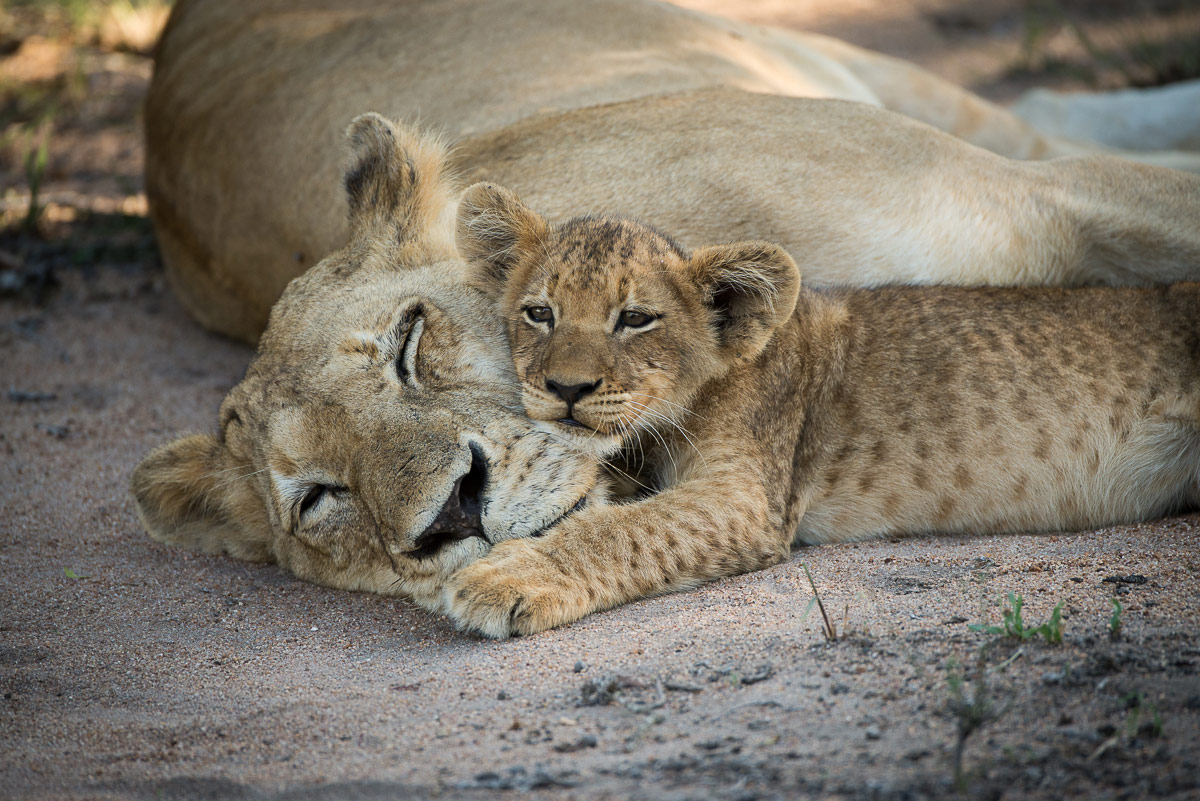 Sp And Cubs 1200px Sp And Cubs 1200px
