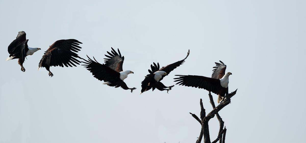 01 14June16 Sheldon Hooper Fish Eagle Landing 01 14June16 Sheldon Hooper Fish Eagle Landing
