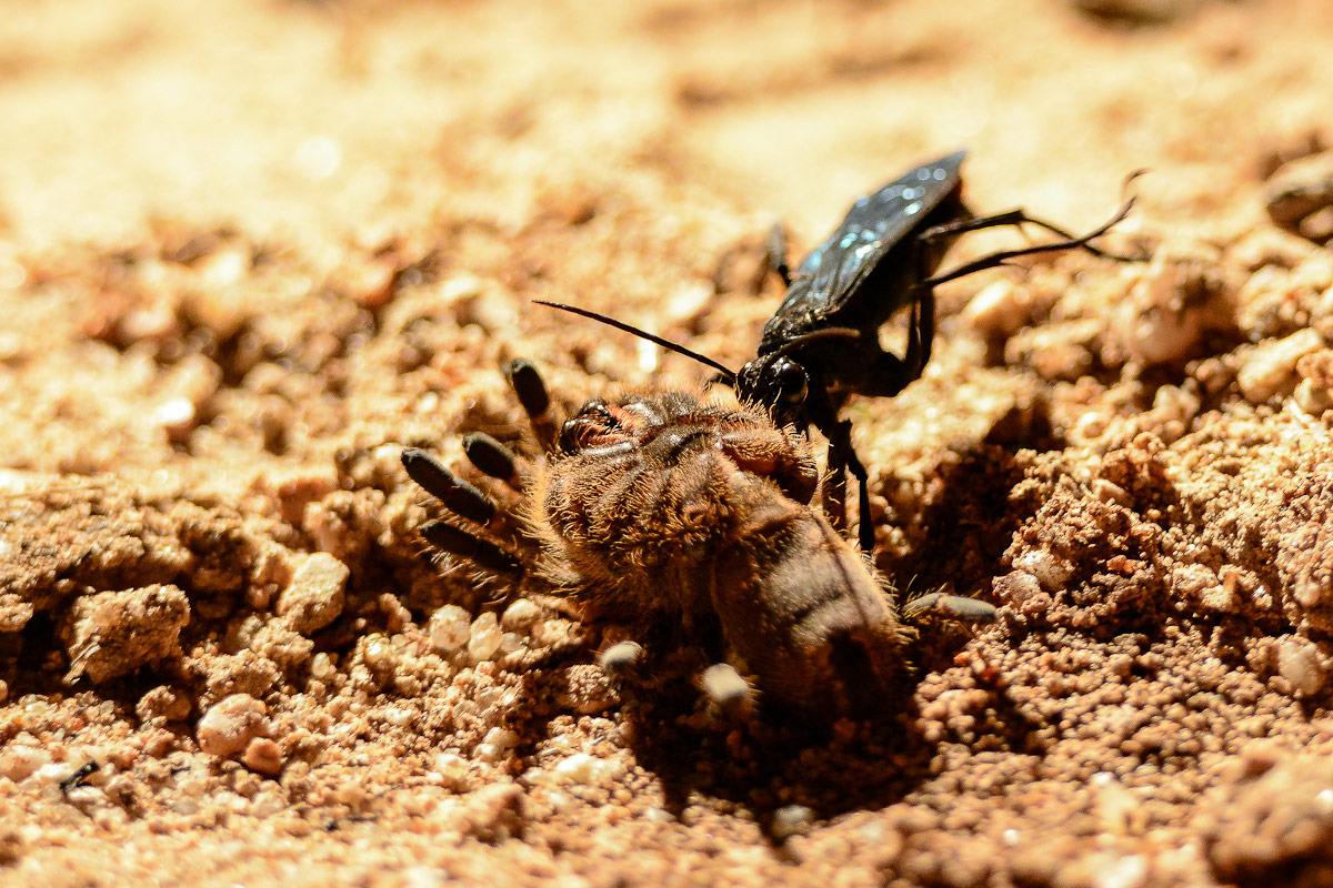 Wasp Craig1200px Wasp Craig1200px