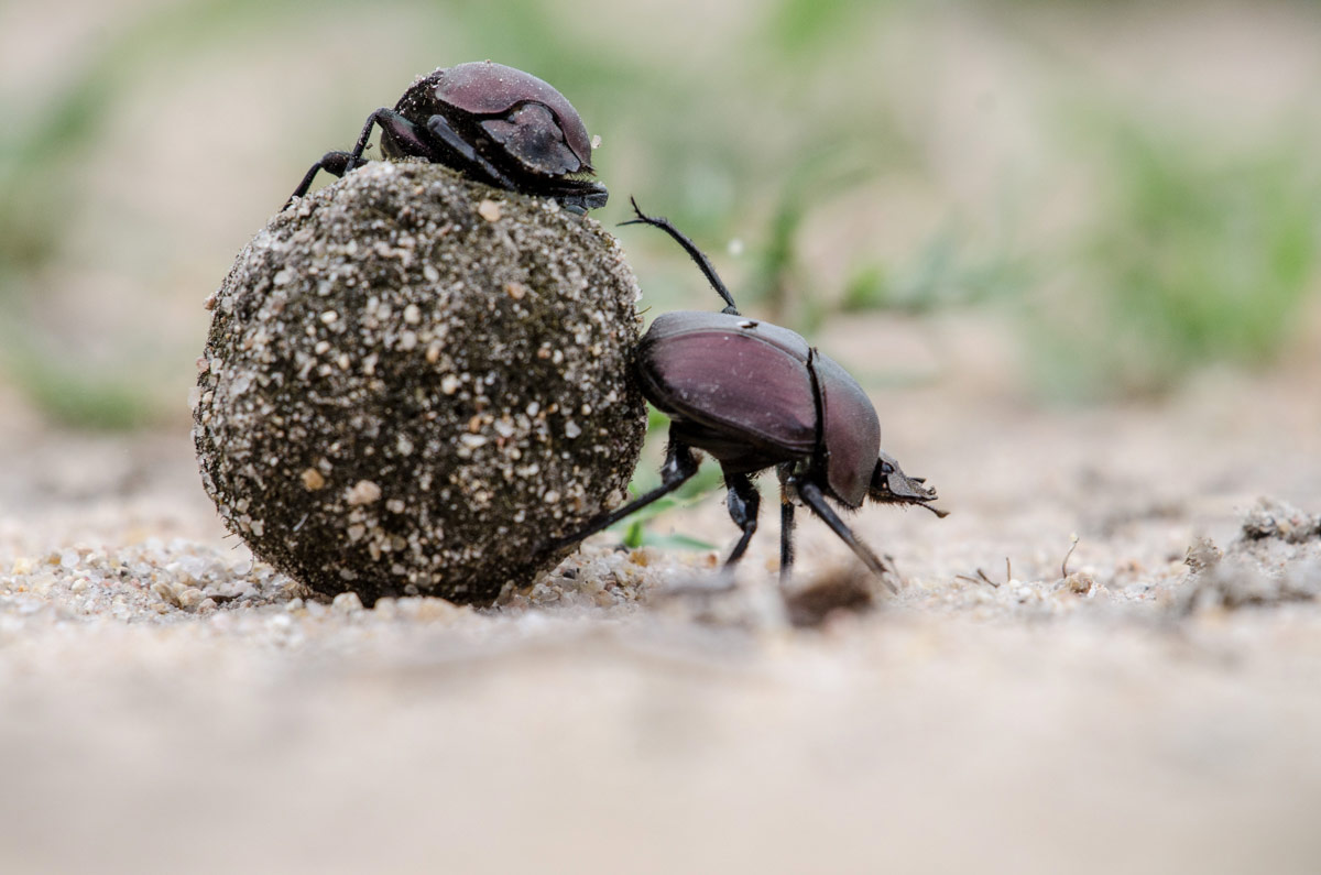 Dungbeetle 1200px Dungbeetle 1200px