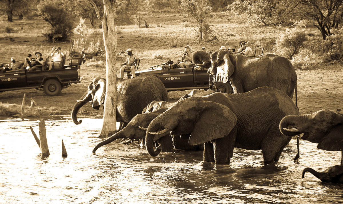 Safari Images 2 1200px Safari Images 2 1200px