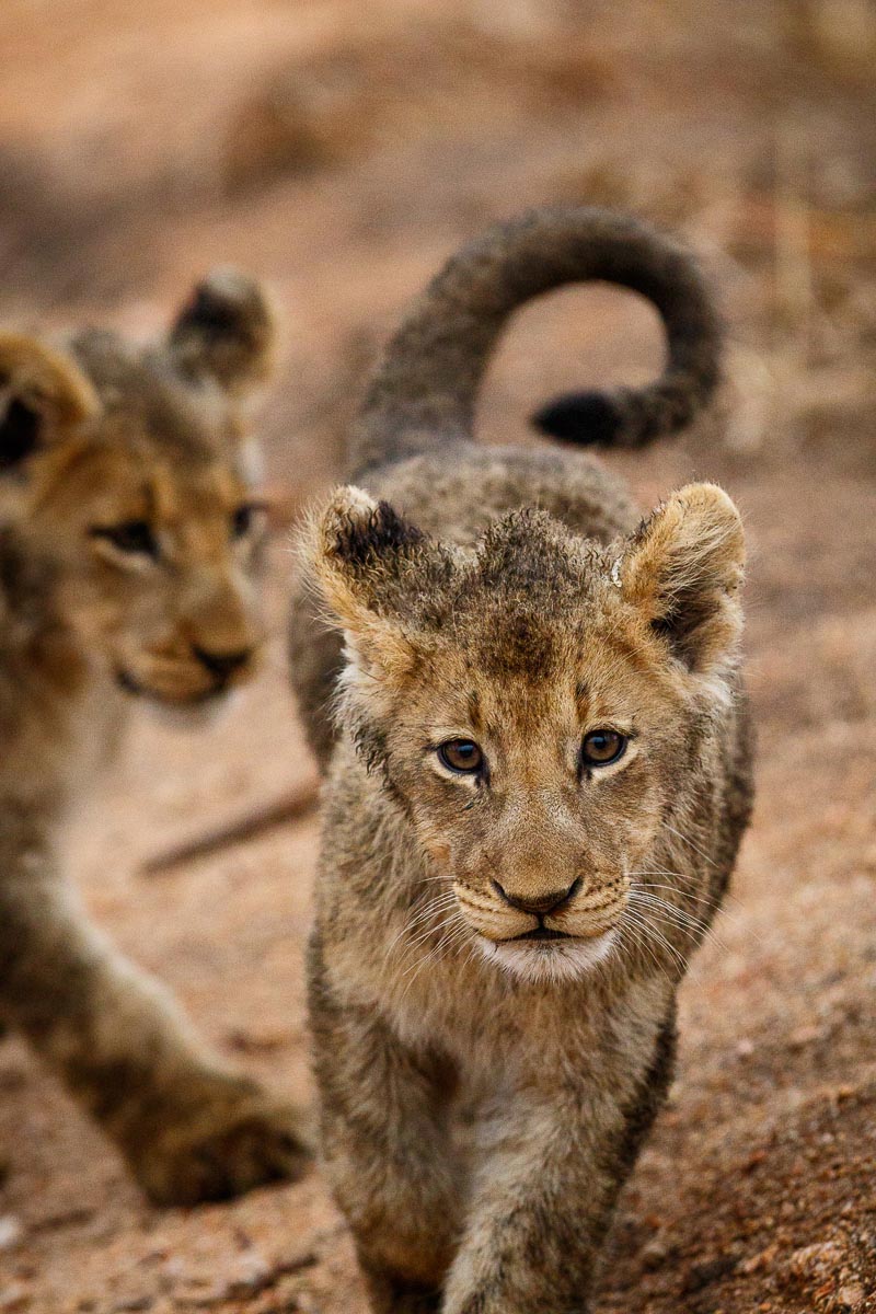 02 08Nov16 Mike Palmer High ISO 260916 2