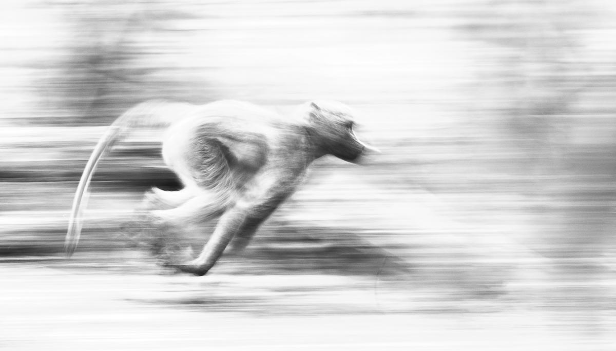 01 13Dec16 Sheldon Hooper Panning Baboon 01 13Dec16 Sheldon Hooper Panning Baboon
