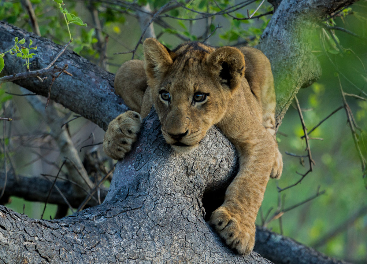 Kevan Dobbie SP Cubs 01 1200px Kevan Dobbie SP Cubs 01 1200px