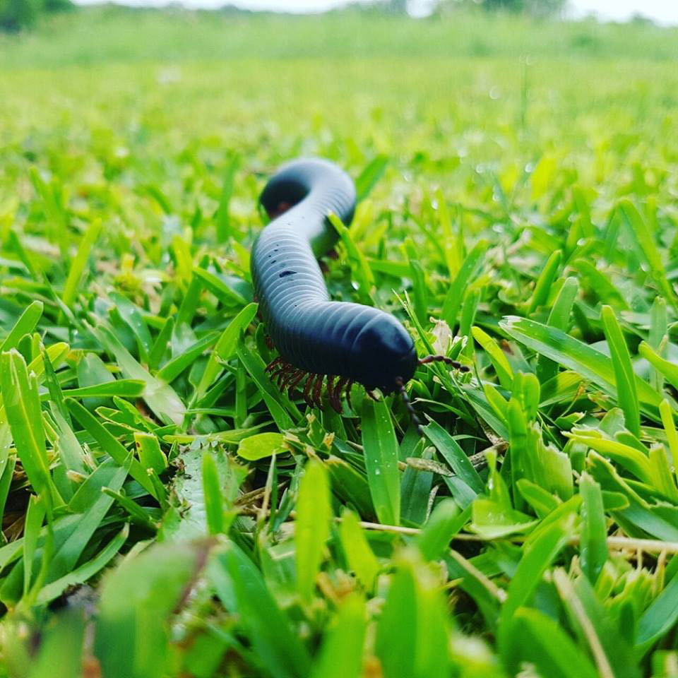 Milipeed Lrg Milipeed Lrg