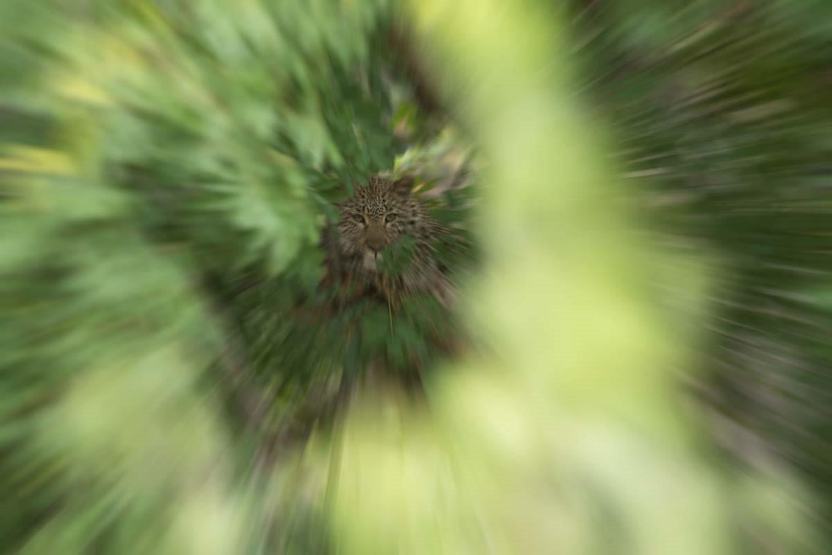 02 14Feb17 Radial Blur 02 14Feb17 Radial Blur