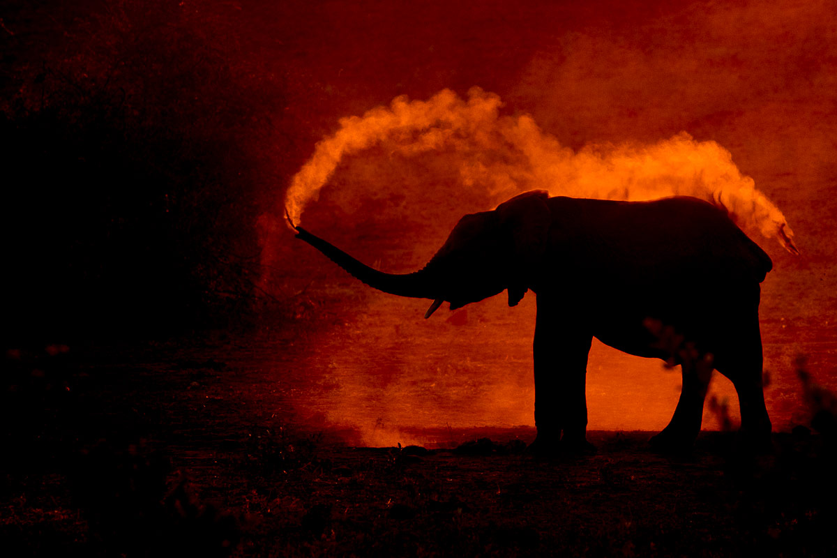 Elephant 89 1200px Elephant 89 1200px