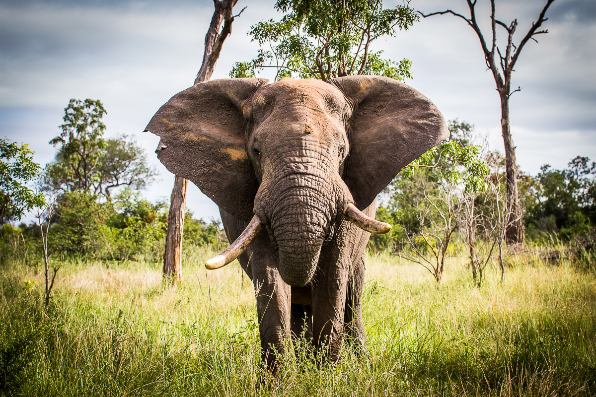 Franscois Rosslee Elephant1200px Franscois Rosslee Elephant1200px