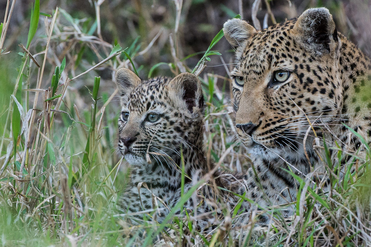 Leopard 205 1200px Leopard 205 1200px