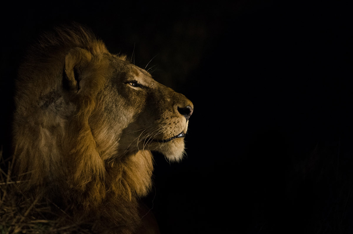 Lion 1200px 1 Lion 1200px 1