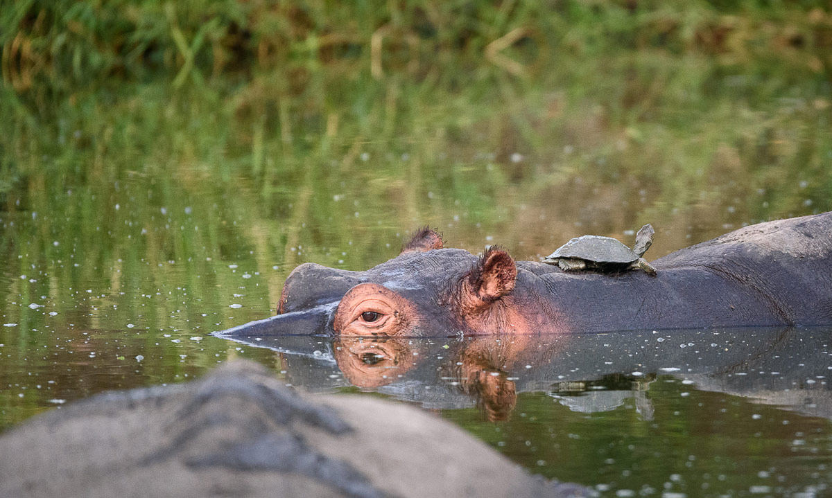 Mike Palmer Hippo 1200px Mike Palmer Hippo 1200px