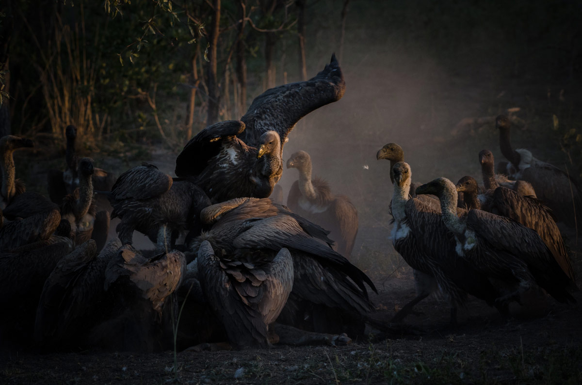 Birds 54 1200px Birds 54 1200px