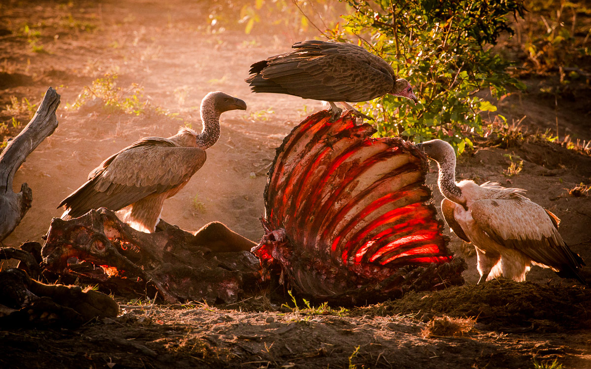 Birds 1200px Birds 1200px