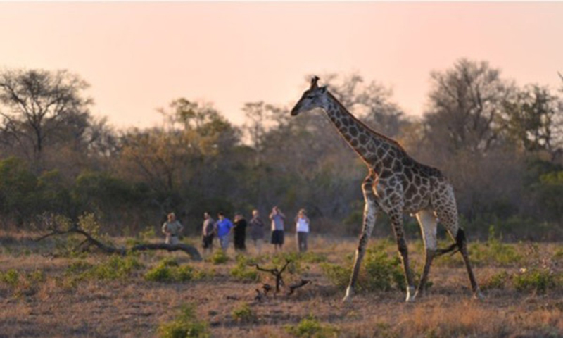 Walking Safari With Giraffe 1200px 800 Walking Safari With Giraffe 1200px 800