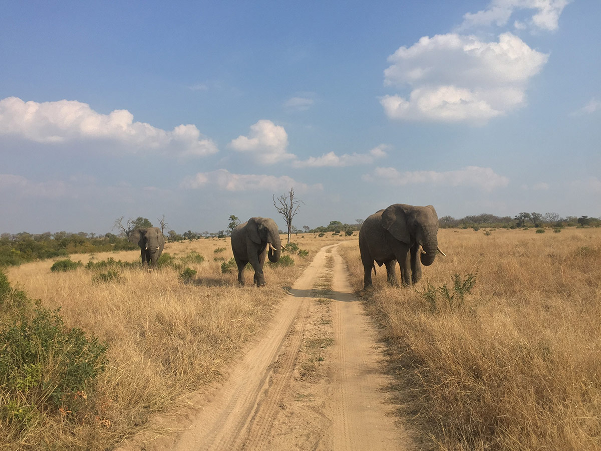 Elephant Sighting While Learning The Road Network 1200px Elephant Sighting While Learning The Road Network 1200px