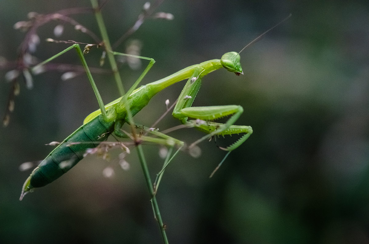 General Game Insects Reptiles Manits 1200px General Game Insects Reptiles Manits 1200px
