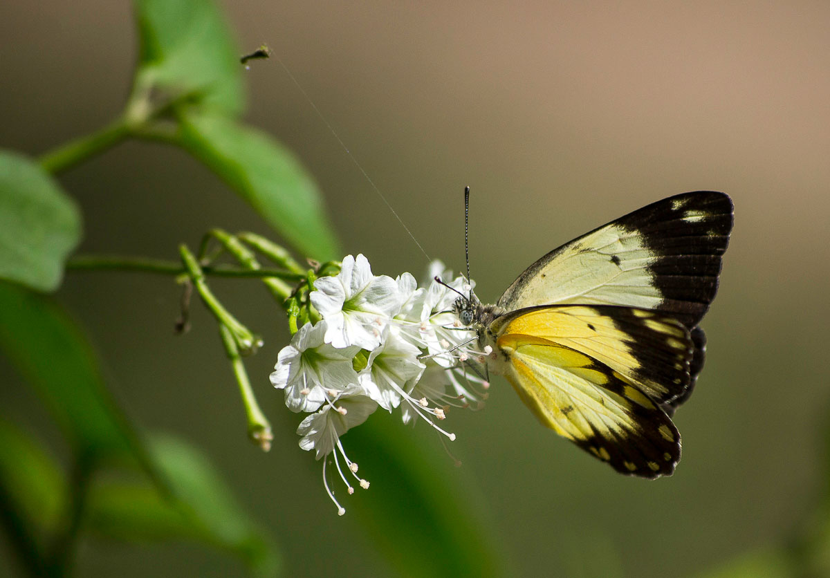 General Game Insects Butter 1200px General Game Insects Butter 1200px