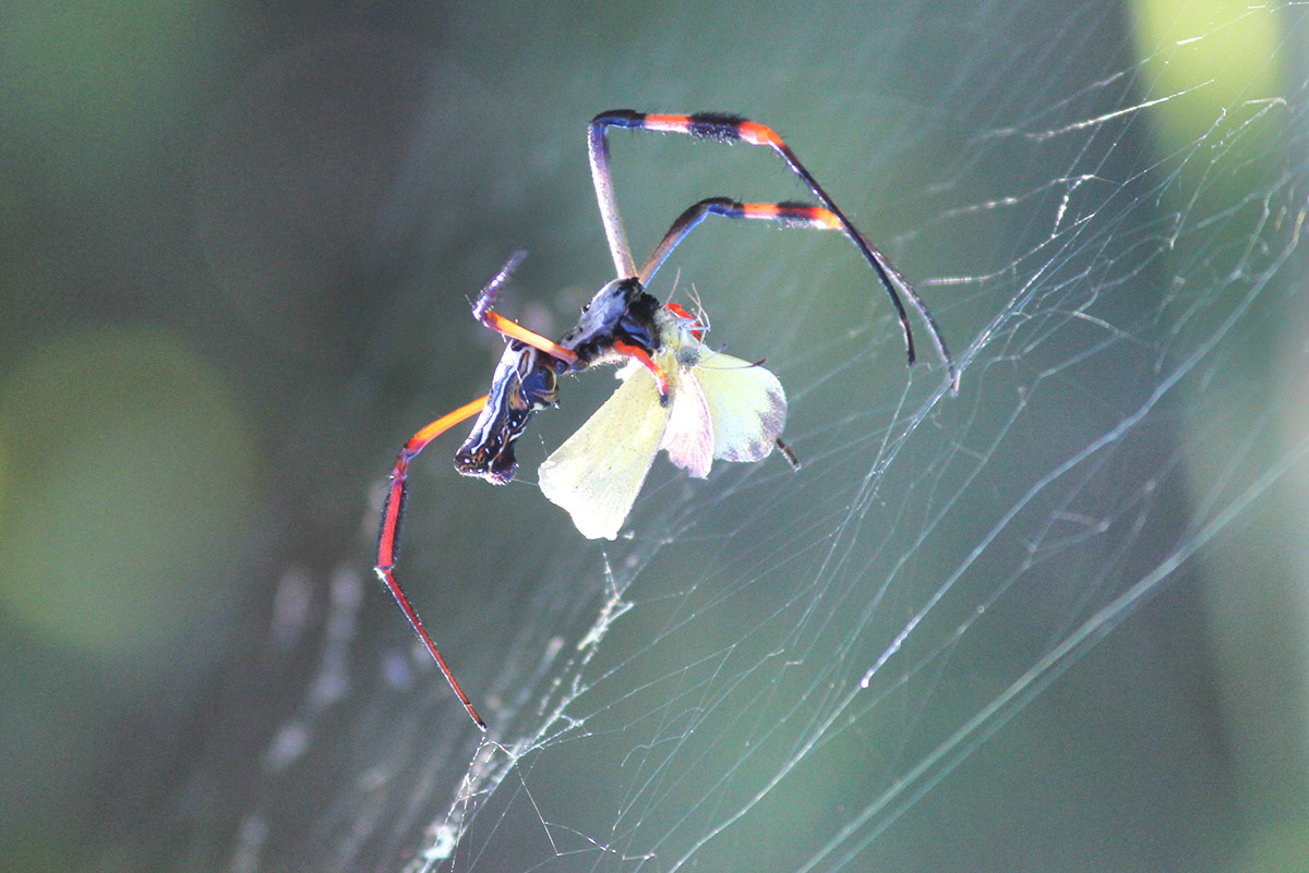 Golden Orb 1200px Golden Orb 1200px