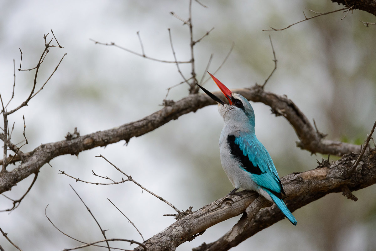 Kingfisher 1200px Kingfisher 1200px
