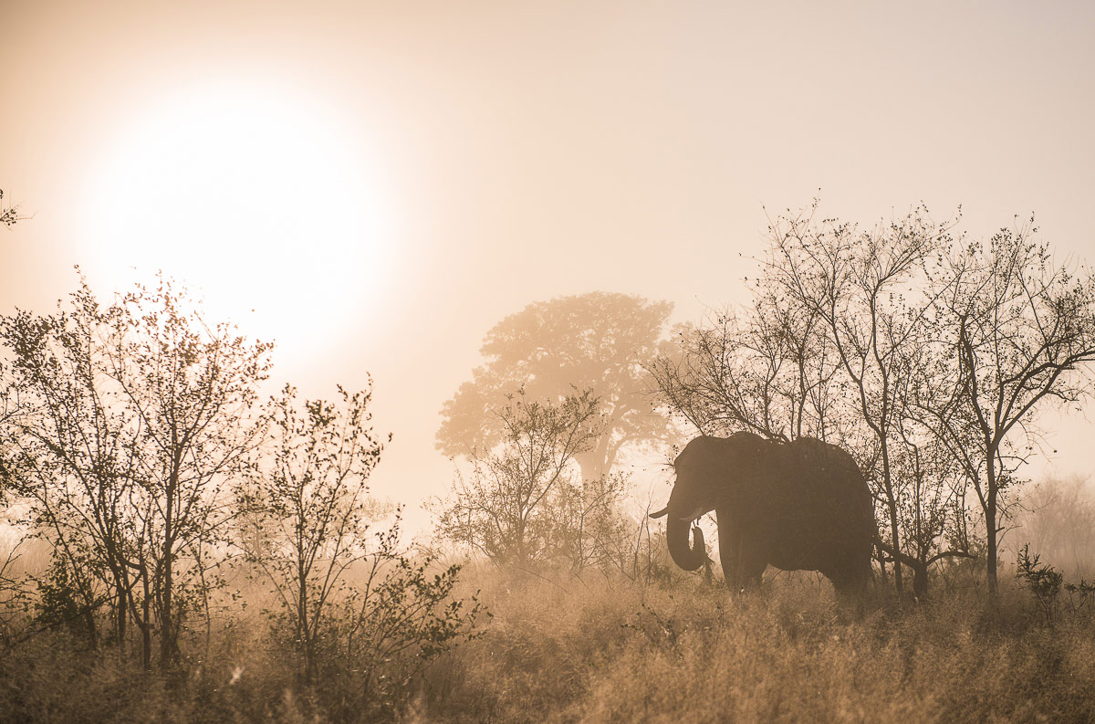 Terry Ennever Elephant Mist 1200px 375 Terry Ennever Elephant Mist 1200px 375