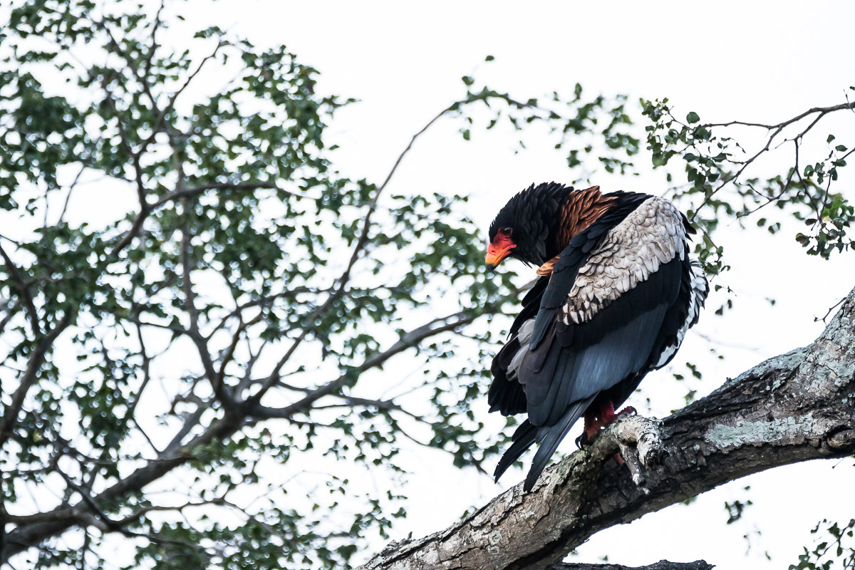 Sheldon Hooper Bateleur 337 1200px Sheldon Hooper Bateleur 337 1200px