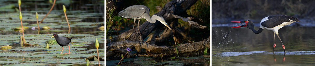 Birdcollage 2 337 1200px Birdcollage 2 337 1200px