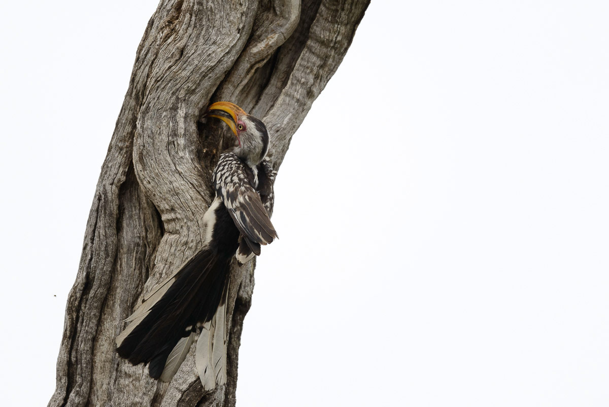 Hornbill 337 1200px Hornbill 337 1200px
