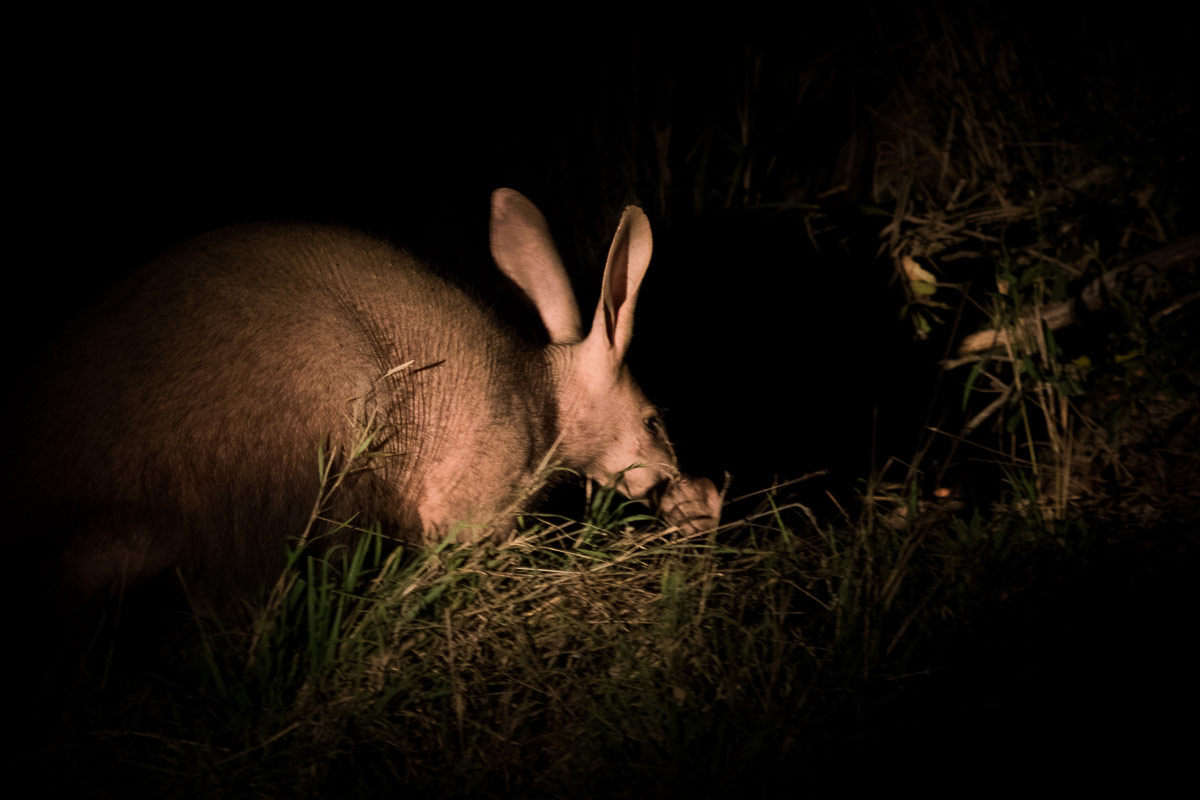 Kevan Dobbie Aardvark 1200px 553 Kevan Dobbie Aardvark 1200px 553