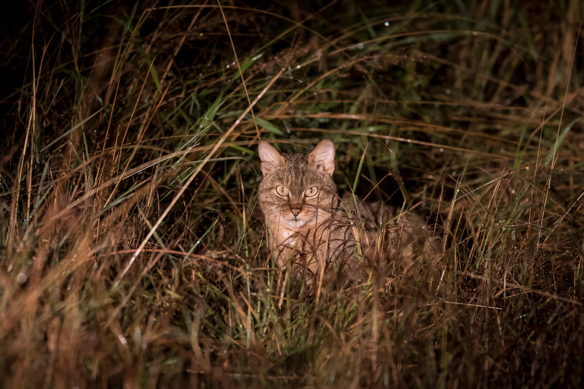 Kyle 01 May African Wild Cat 2 1200px 553 Kyle 01 May African Wild Cat 2 1200px 553