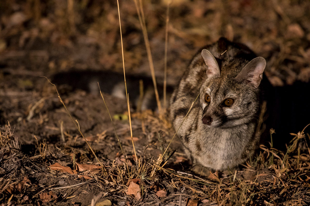 Kyle Large Spotted Genet 1200px 553 Kyle Large Spotted Genet 1200px 553