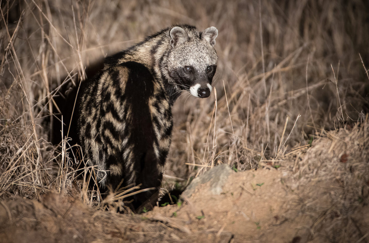 Civet 1200px 553 Sabi Sabi Civet 1200px 553 Sabi Sabi