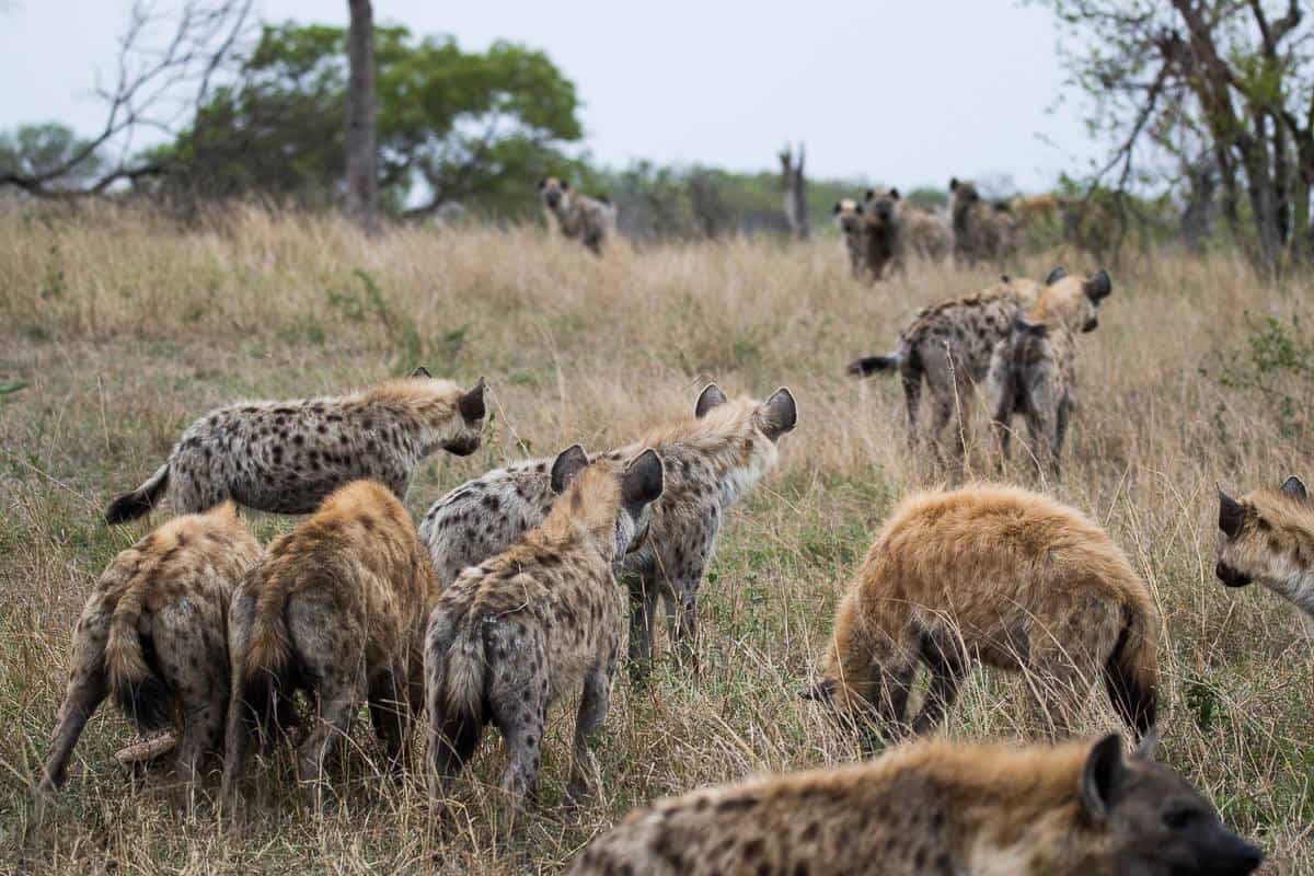 Hyena 1200px 888 Hyena 1200px 888