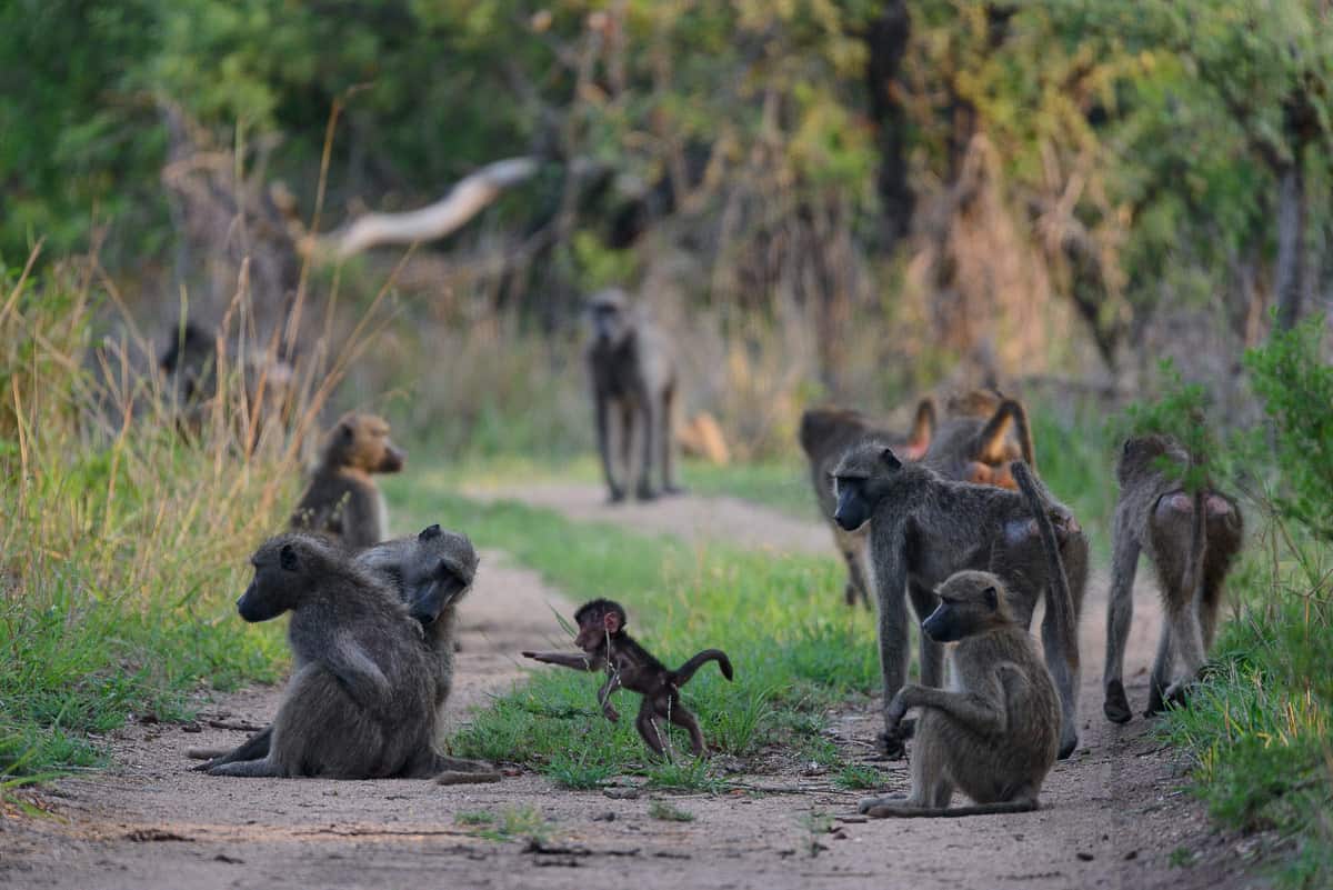 Mike Palmer Baboons 1200px 888 Mike Palmer Baboons 1200px 888