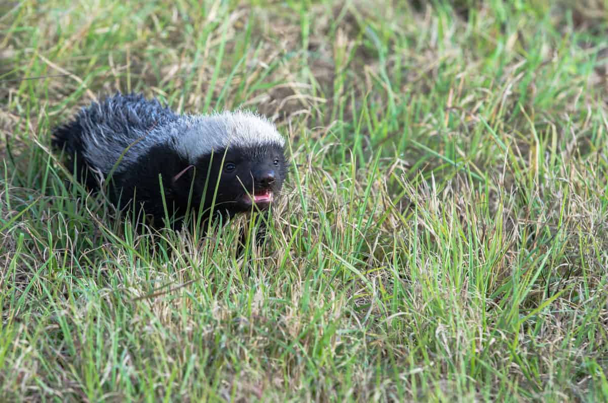 Honeybadger 1200px 888 Honeybadger 1200px 888