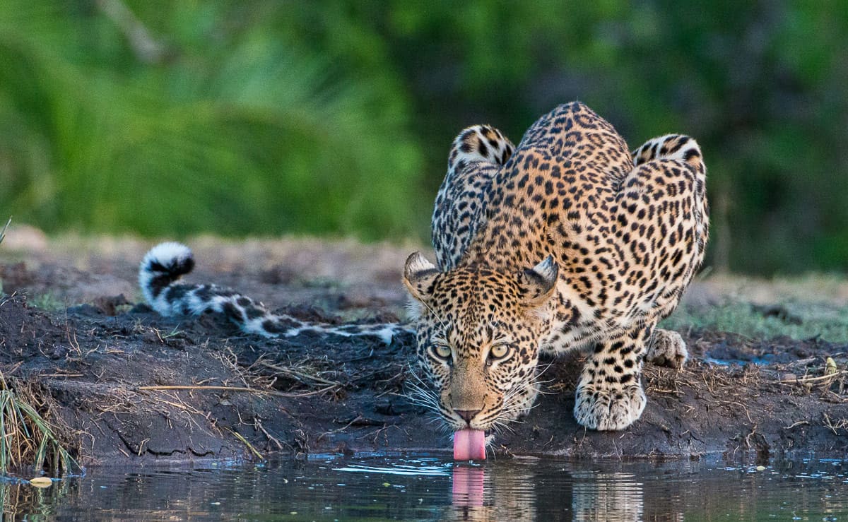 Leopard 54 1200px 999 Leopard 54 1200px 999