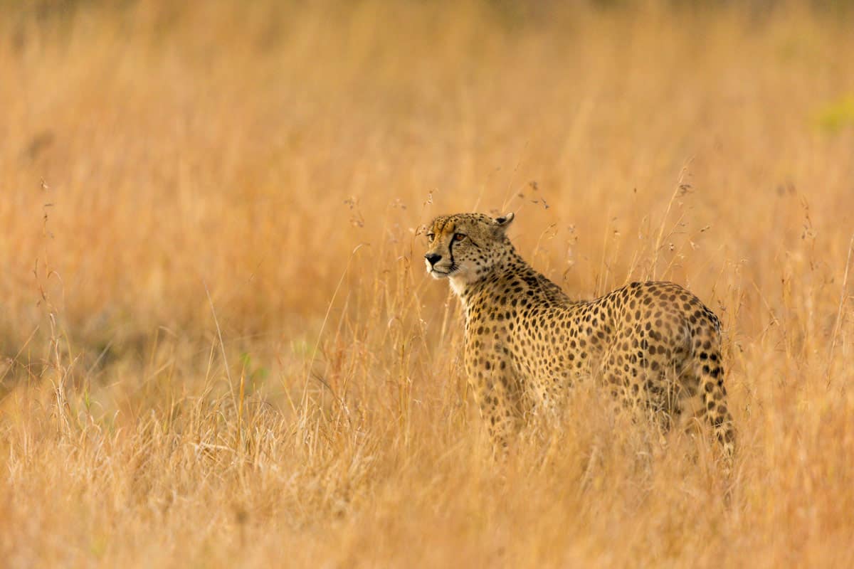 Cheetah 1200px 444 Cheetah 1200px 444