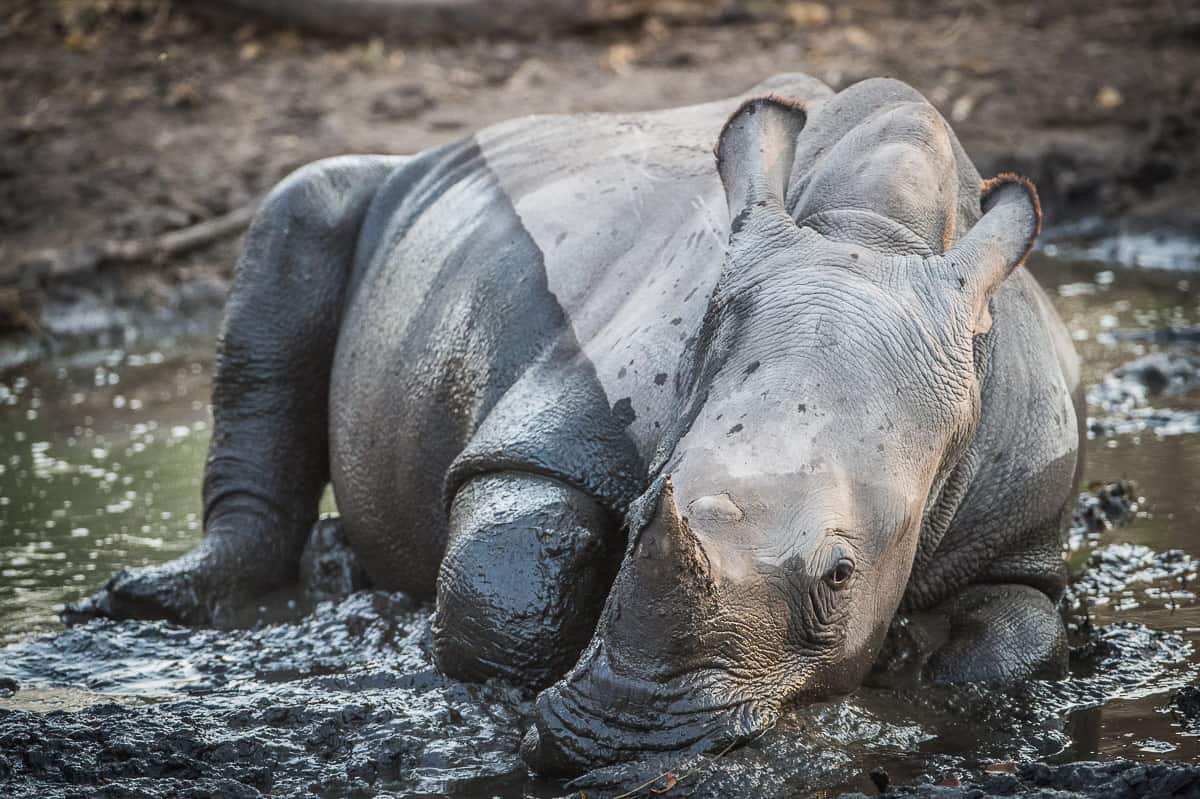 Rhino 1200px 444 Rhino 1200px 444