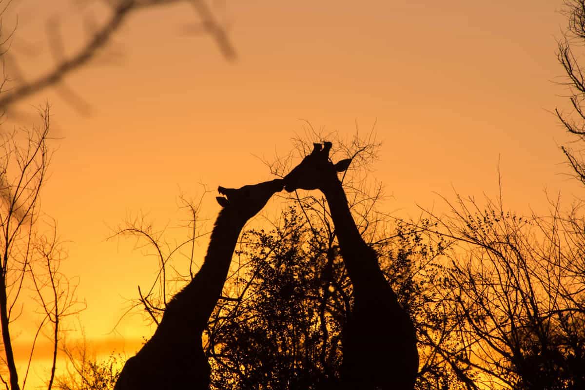 giraffekisses-1200px-222.jpg Giraffekisses 1200px 222