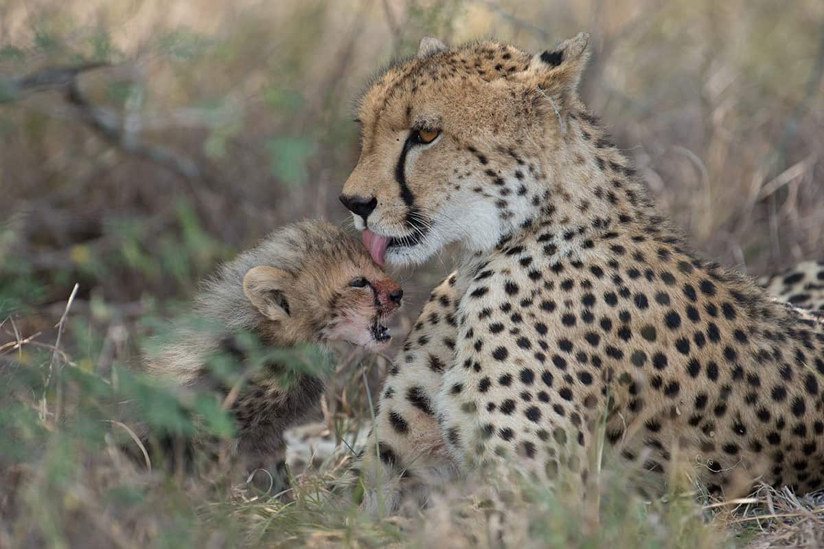 Cheetah 1200px 111 Cheetah 1200px 111