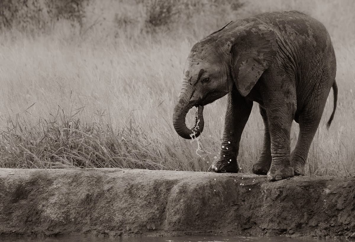 Elephant 240319 1200px 333 Elephant 240319 1200px 333