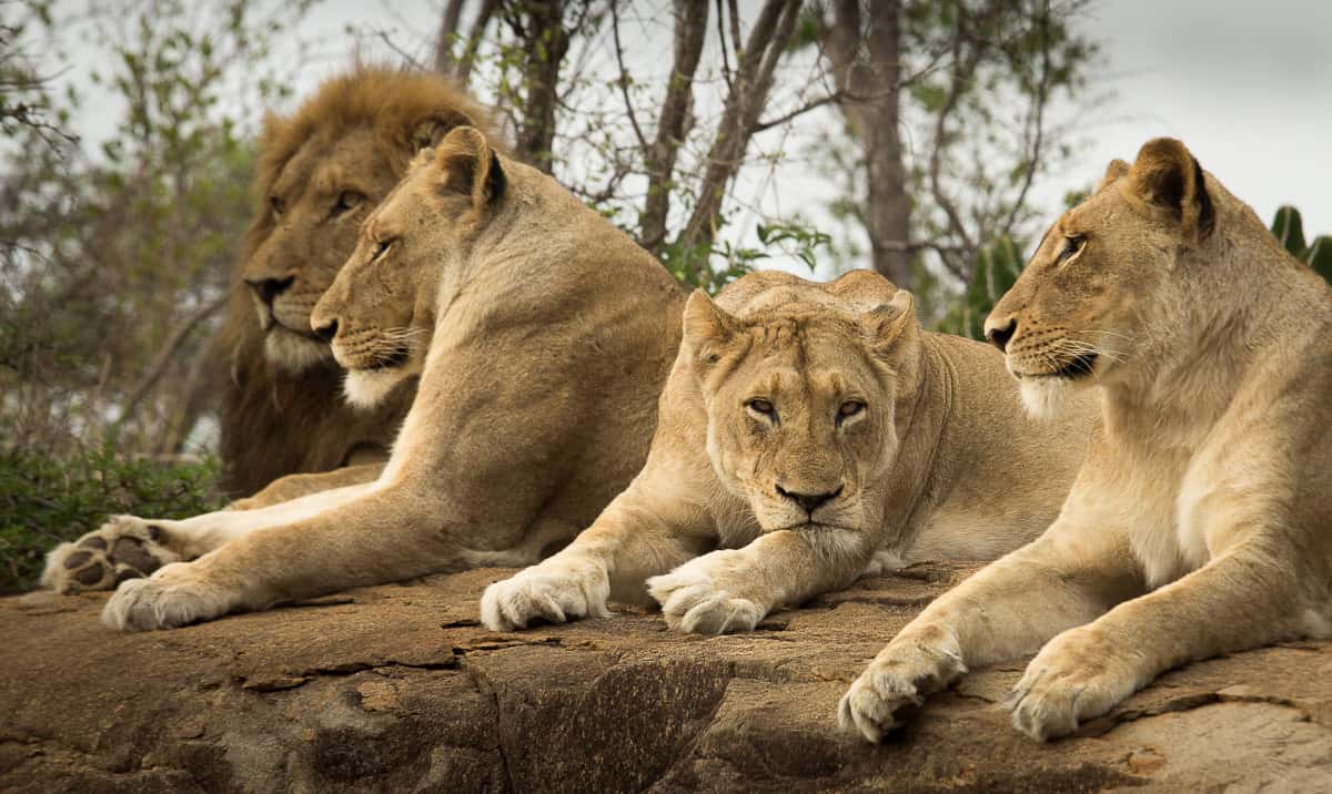 Lion 1200px 111 Lion 1200px 111