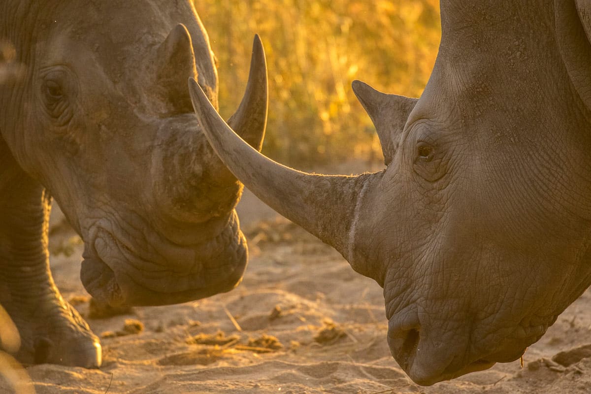 Rhino 1200px 111 Rhino 1200px 111