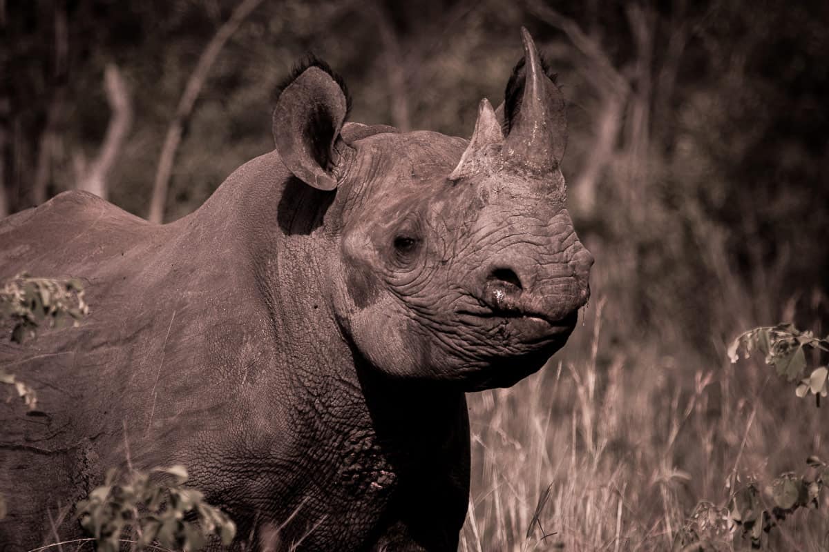 Rhino2 1200px 111 Rhino2 1200px 111