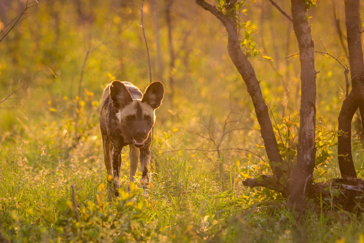 Wild Dog 1200px 111jpg Wild Dog 1200px 111jpg
