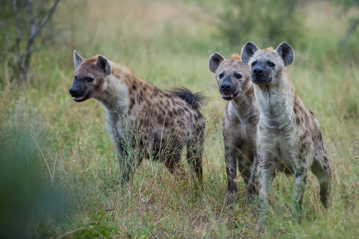Hyena-1200px-222.jpg Hyena 1200px 222