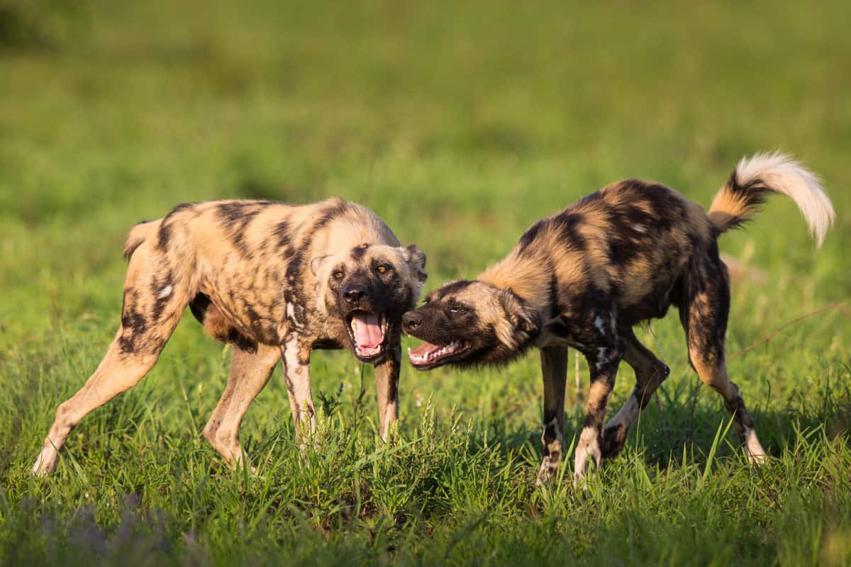Wild-Dog-1200px-222.jpg Wild Dog 1200px 222